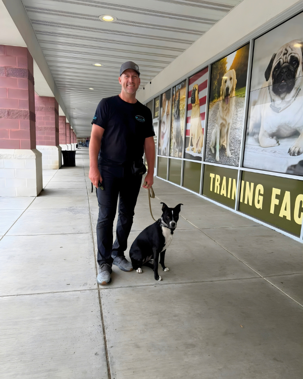 canine fitness month structured walk