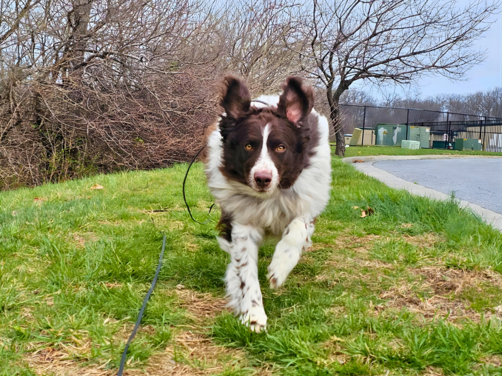 This is a dog running through a field during canine fitness month.