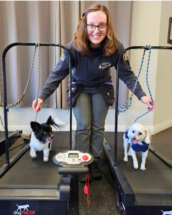 dog treadmill conditioning safe setup